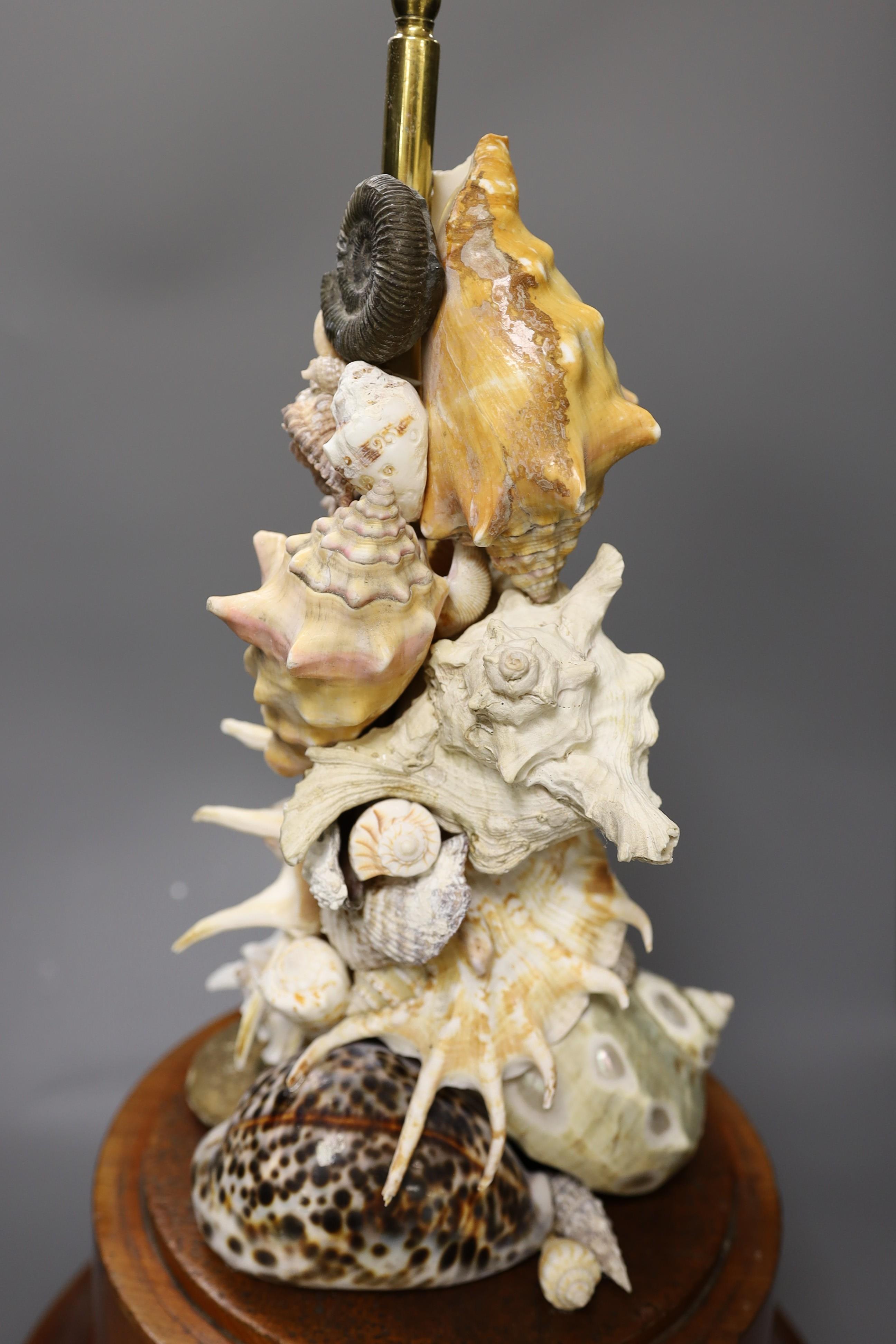 A shell display, on mahogany stand, under a glass dome 50cm total height